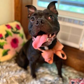 Jellybean Little Ray of Sunshine -  American Bulldog and Staffordshire Bull Terrier Dog for Adoption in Friendswood, Texas - Jellybean Little Ray Of Sunshine | PetCurious