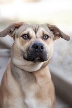 German Shepherd Dog and Mixed Breed Dogs Available for Adoption - D36-26 | PetCurious