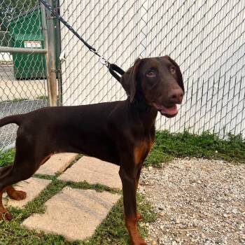 Blossom -  Doberman Pinscher Dog for Adoption in Riverwoods, Illinois - Blossom | PetCurious