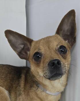 Chihuahua Dogs Available for Adoption - Doll | PetCurious