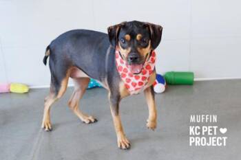 Muffin -  Mixed Breed Dog for Adoption in Kansas City, Missouri - Muffin | PetCurious