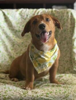Magic -  Dachshund and Beagle Dog for Adoption in Morristown, New Jersey - Magic | PetCurious