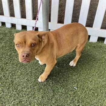 A613369 -  Staffordshire Bull Terrier and Mixed Breed Dog for Adoption in Modesto, California - A613369 | PetCurious