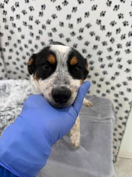 Australian Cattle Dog Blue Heeler Dogs Available for Adoption in Brookings, Oregon - Dubhe | PetCurious