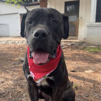 Rescue Mastiff Dogs for Adoption in Spring, Texas - Morpheus | PetCurious