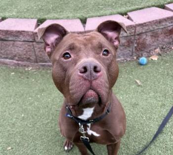 Labrador Retriever and Mixed Breed Dogs Available for Adoption in Omaha, Nebraska - MALLARD | PetCurious