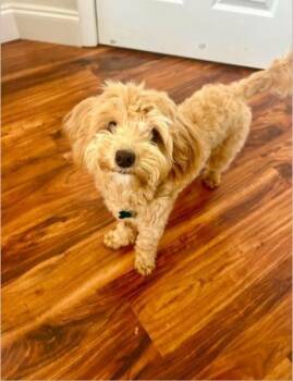 Nyla -  Cavapoo Dog for Adoption in Miami, Florida - Nyla | PetCurious