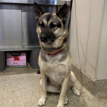 Ruskey -  Shepherd Dog for Adoption in San Gabriel, California - Ruskey | PetCurious
