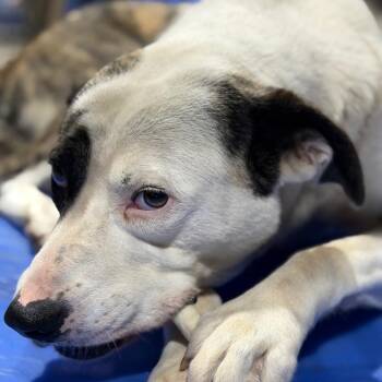 Silhouette -  Pit Bull Terrier and Boxer Dog for Adoption in Fort Smith, Arkansas - Silhouette | PetCurious
