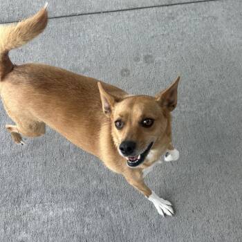 Fox Terrier and Mixed Breed Dogs Available for Adoption in Emporia, Kansas - Macho Man | PetCurious