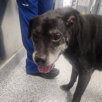 BB -  Black Labrador Retriever and Mixed Breed Dog for Adoption in Greenville, South Carolina - BB | PetCurious