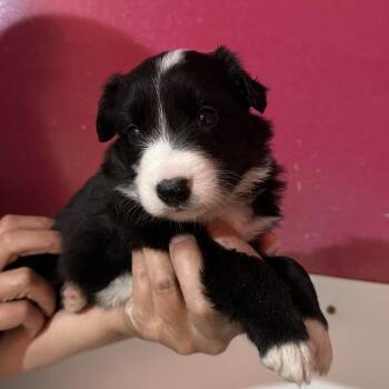 BC-PUP4 -  Border Collie Dog Available for Adoption in Richmond, California - BC-PUP4 | PetCurious