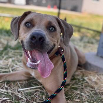 Mixed Breed Dogs Available for Adoption in York, Pennsylvania - Cosmo | PetCurious