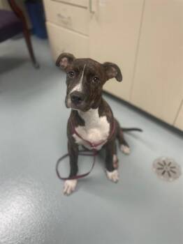JASMINE -  Pit Bull Terrier and Mixed Breed Dog for Adoption in St. Cloud, Florida - JASMINE | PetCurious