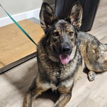 German Shepherd Dog Dogs Available for Adoption in Billings, Montana - Nino | PetCurious