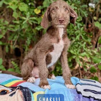 Charlie 09-2319 -  Poodle and Old English Sheepdog Dog for Adoption in Tyrone, Georgia - Charlie 09-2319 | PetCurious