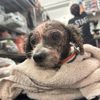 Terrier Dogs Available for Adoption in Edinburg, Texas - Little Fairy | PetCurious