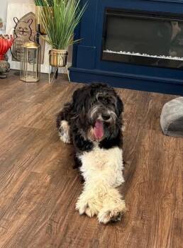 Aussiedoodle Dogs Available for Adoption - Beatrix | PetCurious