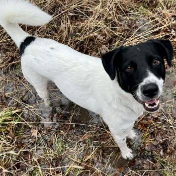 Australian Shepherd and Mixed Breed Dogs Available for Adoption in Joliet, Illinois - Oreo | PetCurious