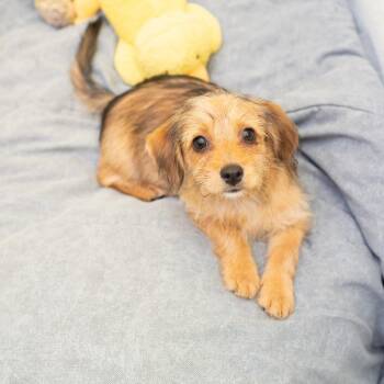 Dionne -  Terrier Dog for Adoption in Los Angeles, California - Dionne | PetCurious