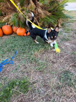 Snickers -  Corgi Dog for Adoption in Deltona, Florida - Snickers | PetCurious