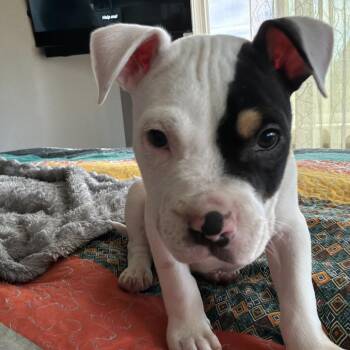Pickles -  American Bulldog and Pit Bull Terrier Dog for Adoption in Bellingham, Washington - Pickles | PetCurious