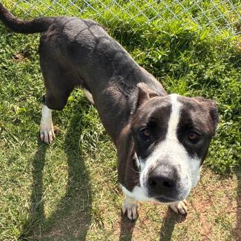 Pit Bull Terrier Dogs Available for Adoption in Norman, Oklahoma - Cookie | PetCurious