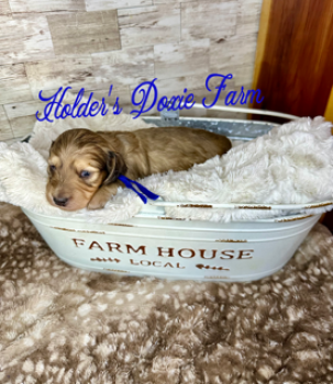 Miniature Dachshund Dogs Available for Sale - Louie | PetCurious