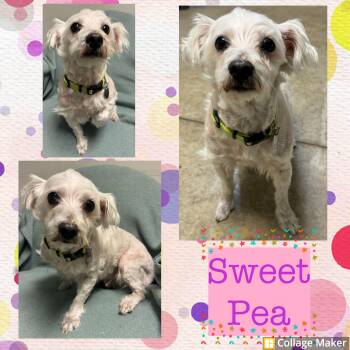 Maltese Dogs Available for Adoption - Sweet Pea | PetCurious