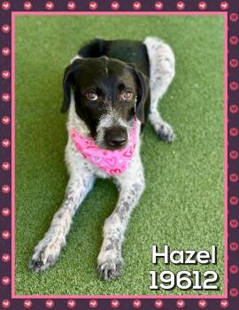 HAZEL -  Pointer Dog for Adoption in Marietta, Georgia - HAZEL | PetCurious