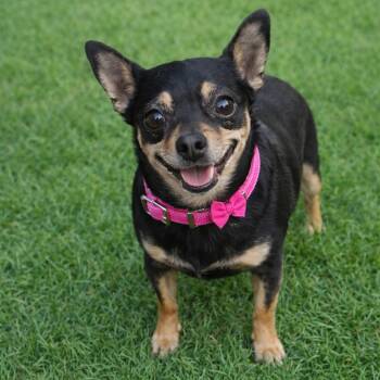 Chihuahua Dogs Available for Adoption - Luna | PetCurious