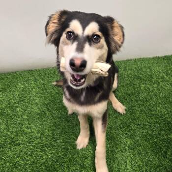 Petunia -  Mixed Breed Dog for Adoption in Columbia, Missouri - Petunia | PetCurious