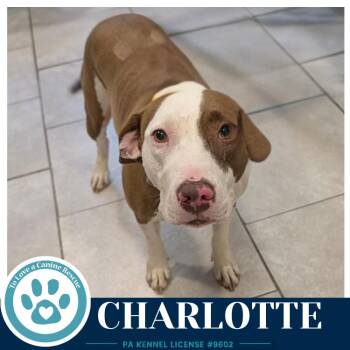 Pit Bull Terrier Dogs Available for Adoption in Kimberton, Pennsylvania - Charlotte (Mom To The Baking Bunch) 053026 | PetCurious