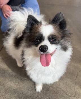 Chloe -  Pomeranian Dog for Adoption in Berkeley, California - Chloe | PetCurious