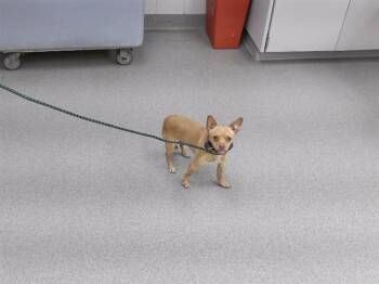 PHARELL -  Chihuahua and Mixed Breed Dog for Adoption in Omaha, Nebraska - PHARELL | PetCurious