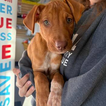 Over Easy -  Mixed Breed Dog for Adoption in Morristown, Vermont - Over Easy | PetCurious