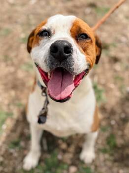 Pit Bull Terrier Dogs Available for Adoption in Tehachapi, California - Falcor | PetCurious