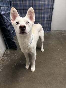 SNOW -  Husky Dog for Adoption in Rosenberg, Texas - SNOW | PetCurious