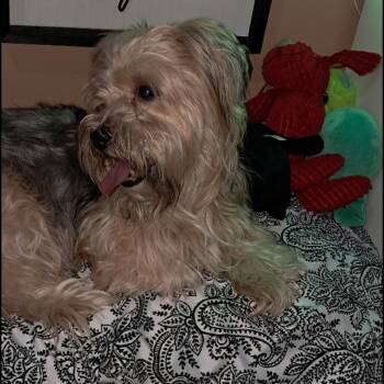 Rescue Yorkshire Terrier and Maltese Dogs for Adoption in Baldwin, Wisconsin - Chewie | PetCurious