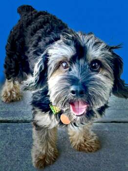 Leo -  Yorkie Poo Dog for Adoption in Ladson, South Carolina - Leo | PetCurious