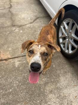Pluto -  Australian Cattle Dog Blue Heeler and Labrador Retriever Dog for Adoption in Rochester, New York - Pluto | PetCurious