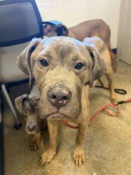 Mastiff Dogs Available for Adoption - Knox | PetCurious