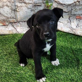 Terrier and Mixed Breed Dogs Available for Adoption in Austin, Texas - Evie AL | PetCurious