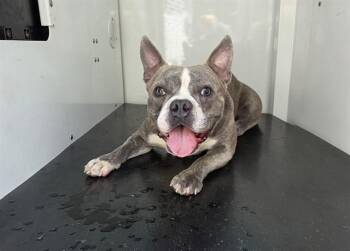 A1270396 -  American Bulldog and Mixed Breed Dog for Adoption in Charlotte, North Carolina - A1270396 | PetCurious