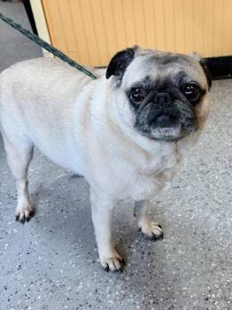 Pugsley Addams -  Pug and Mixed Breed Dog for Adoption in New Orleans, Louisiana - Pugsley Addams | PetCurious