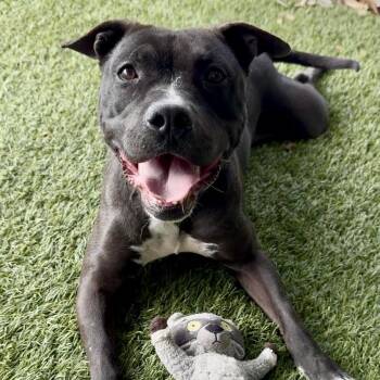 Rescue Pit Bull Terrier Dogs for Adoption in Simi Valley, California - Cora | PetCurious