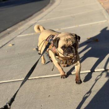 Pug Dogs Available for Adoption - Milo | PetCurious