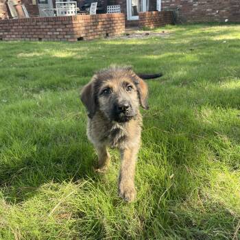Goldendoodle and Bernadoodle Dogs Available for Adoption - Giselle  | PetCurious