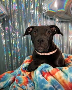 Jessie -  Labrador Retriever Dog for Adoption in Lafayette, Louisiana - Jessie | PetCurious