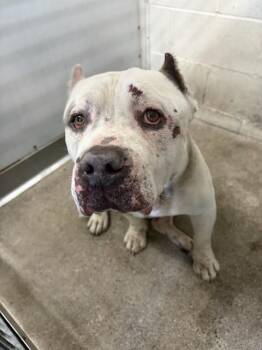 Pit Bull Terrier Dogs Available for Adoption - DANTE | PetCurious